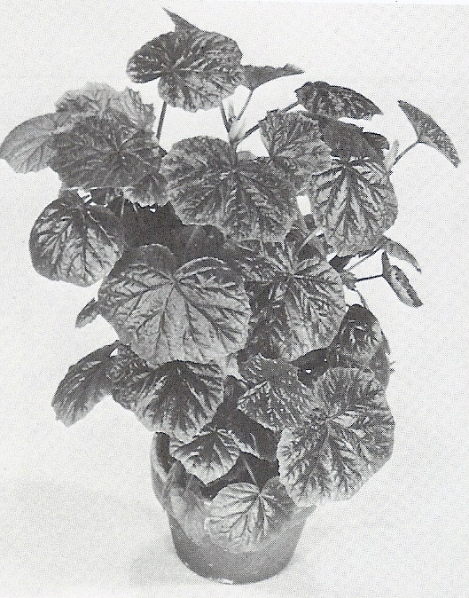 B. ‘Crispie’
